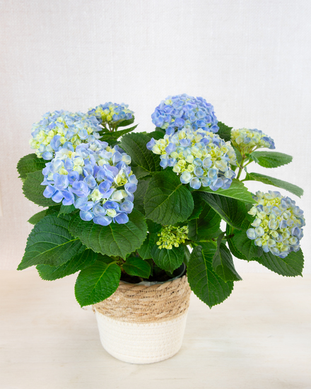 Joli hortensia