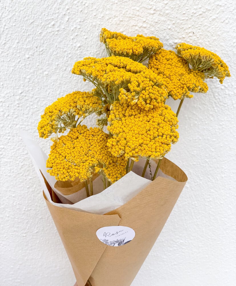 Achilees-jaune-2
