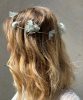 Alma-bleu-gris-adulte