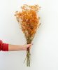 Gypsophile Orange Personne qui tient une botte de gypsophile orange
