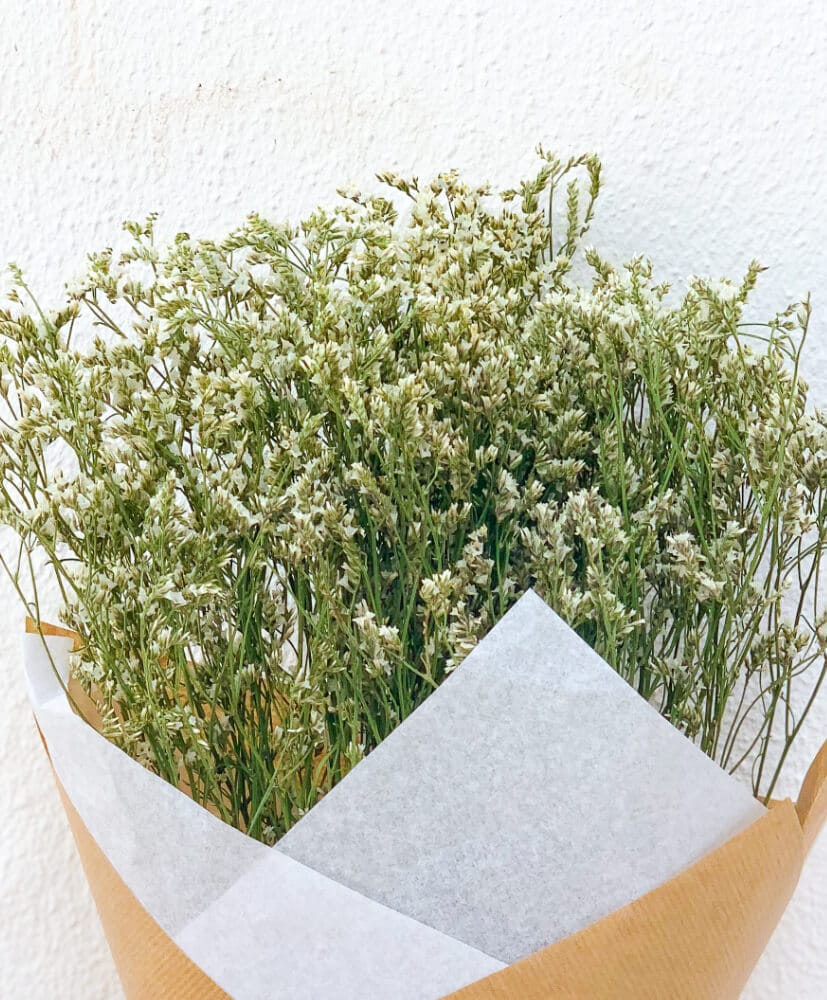 LIMONIUM BLANC OKK