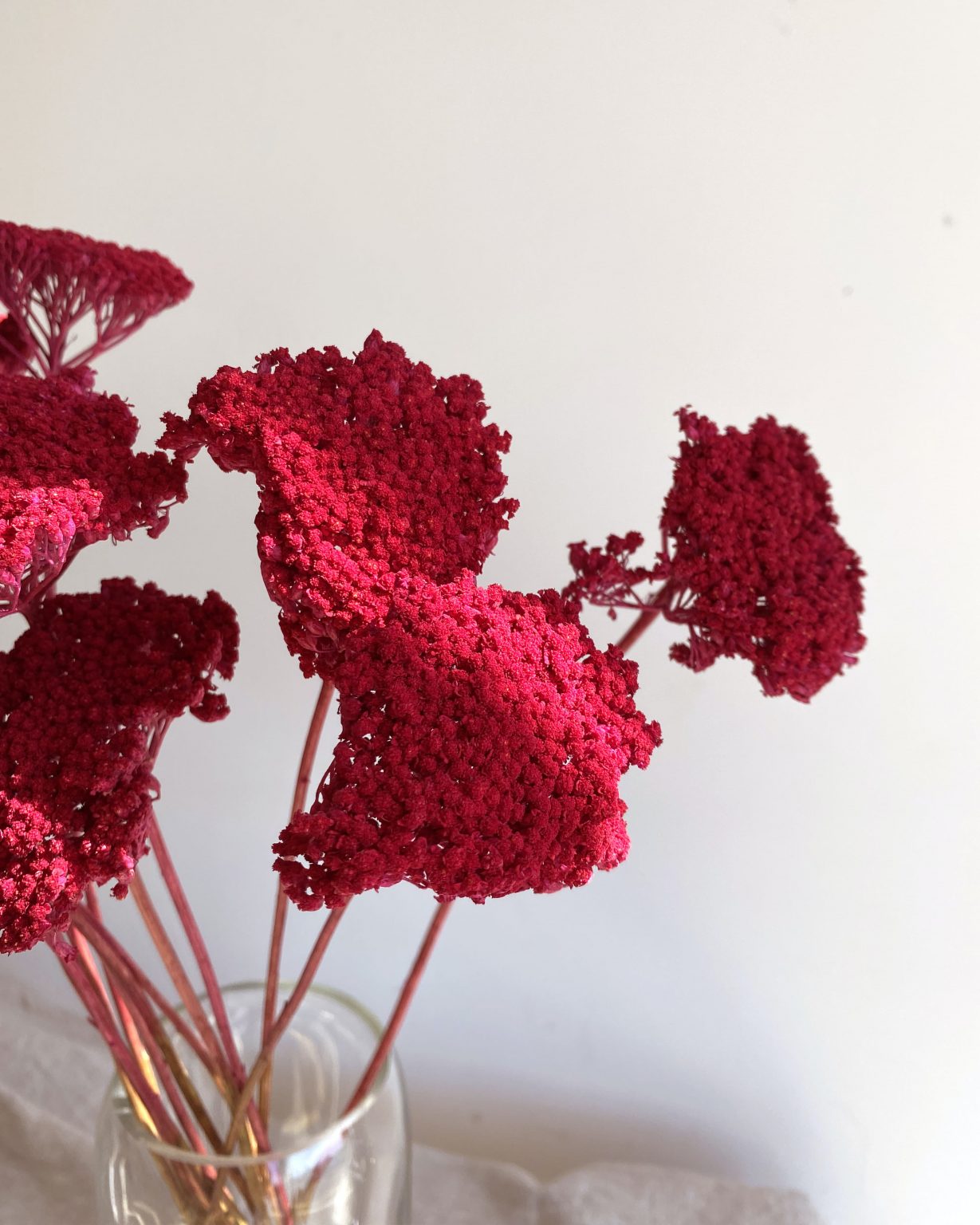 achillées rouges fleurs séchées