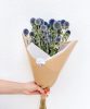 Echinops- Echinops-