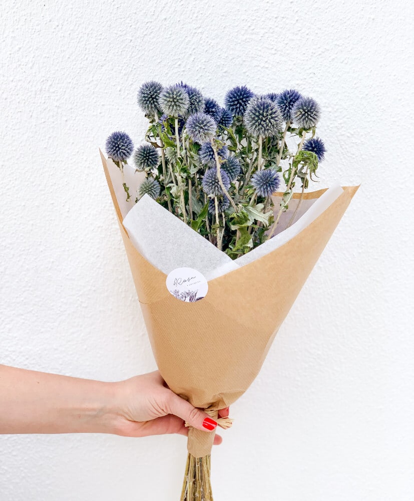 Echinops- Echinops-
