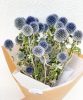 echinops-2