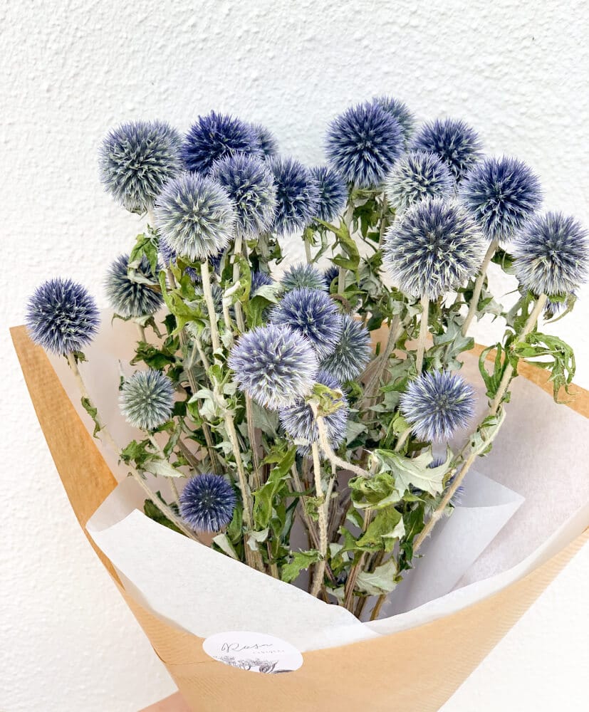 echinops-2