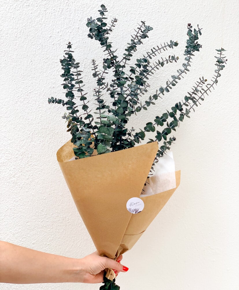 Eucalyptus baby- Eucalyptus baby-