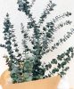 eucalyptus-2