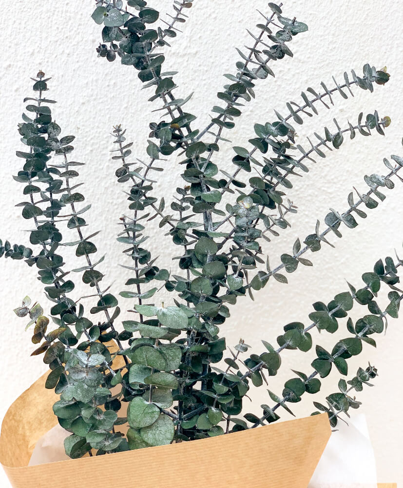 eucalyptus-2