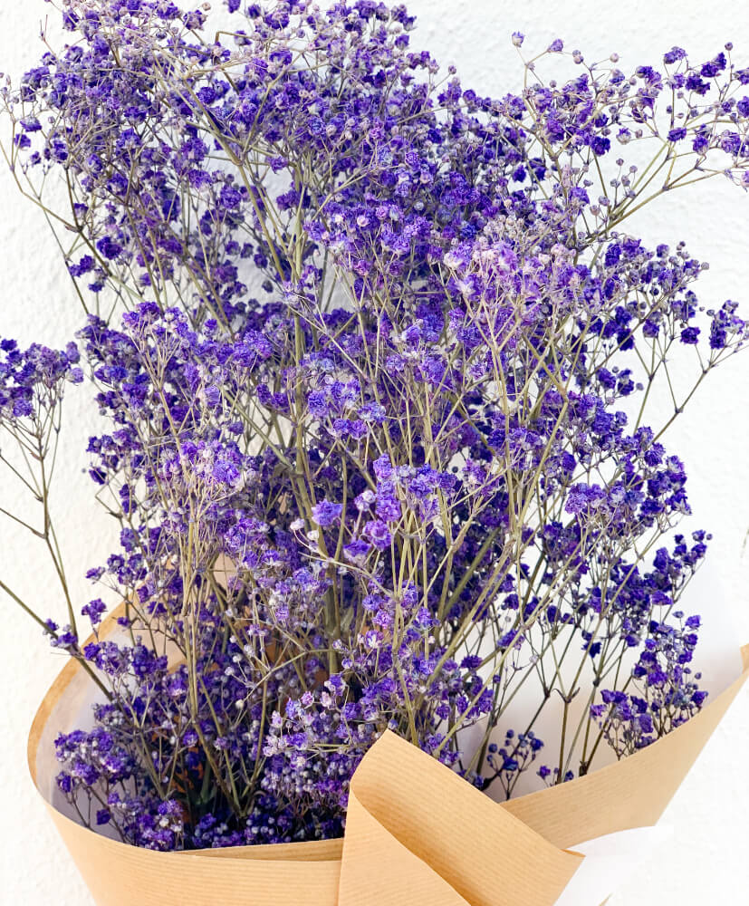 Gypsophile stabilisée bleu- Gypsophile stabilisée bleu-