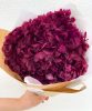 hortensia-bordeaux-2