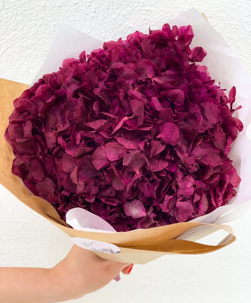 hortensia-bordeaux-2