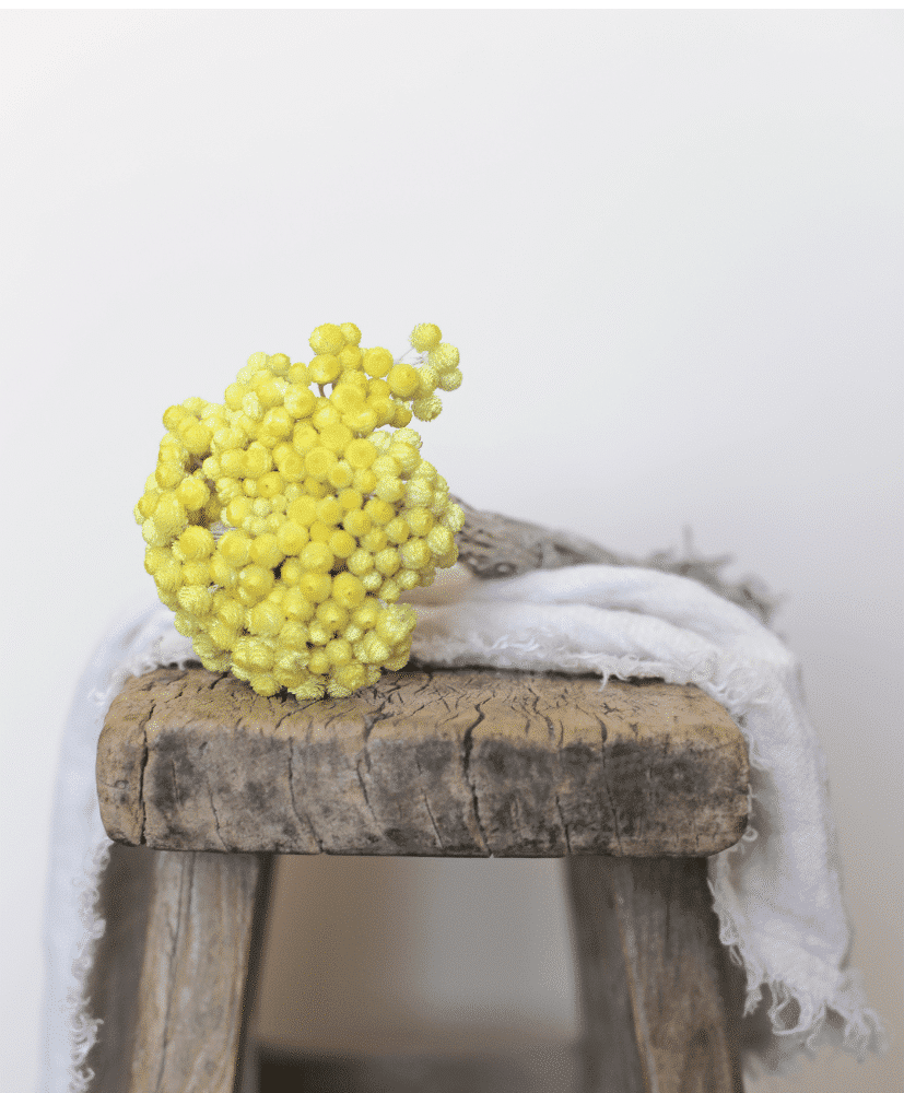 bouquet de fleurs séchées d'immortelles jaunes