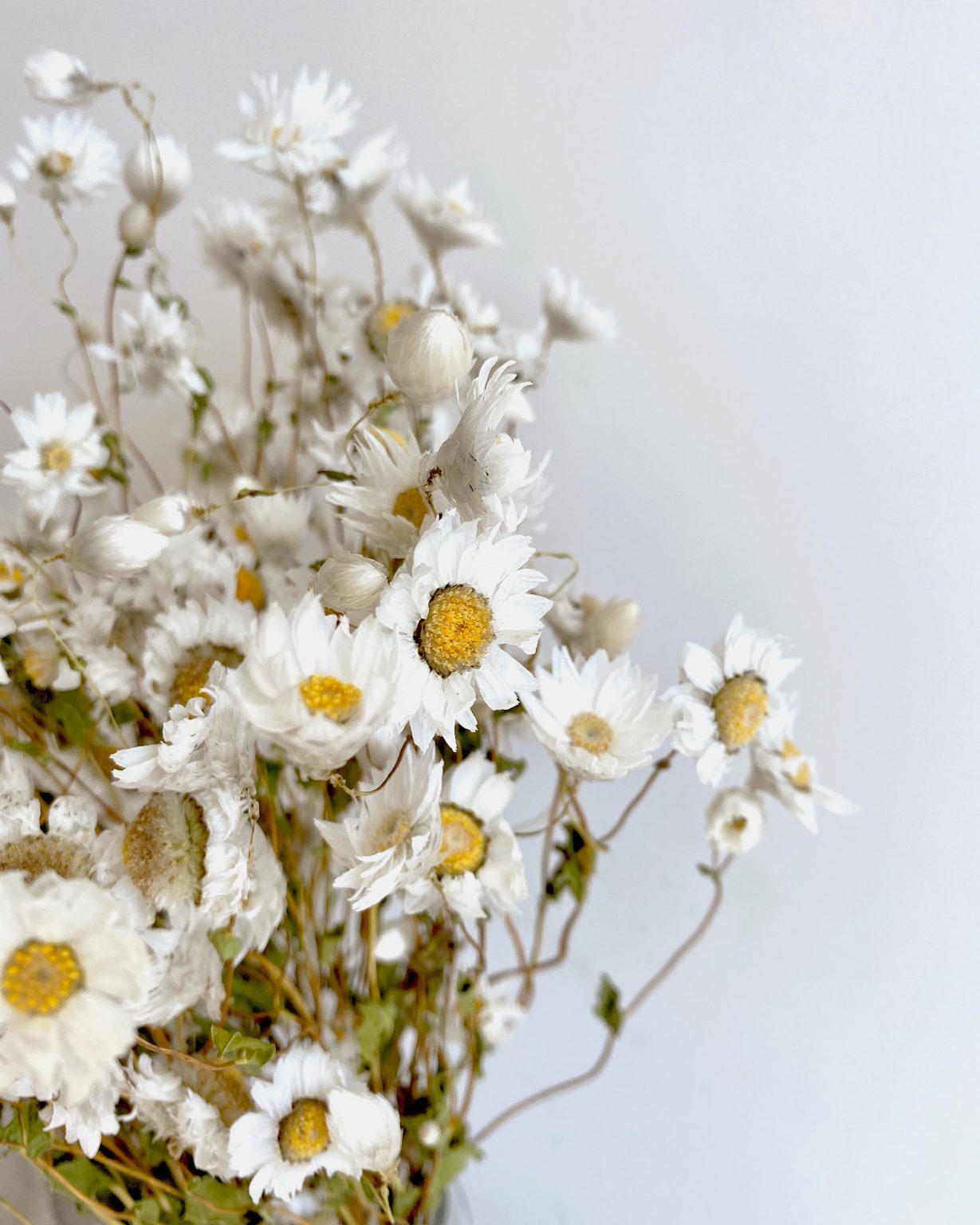 Botte fleurs sechees Rodanthe blanche