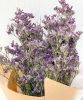 Limonium Emile Blue- Limonium Emile Blue-