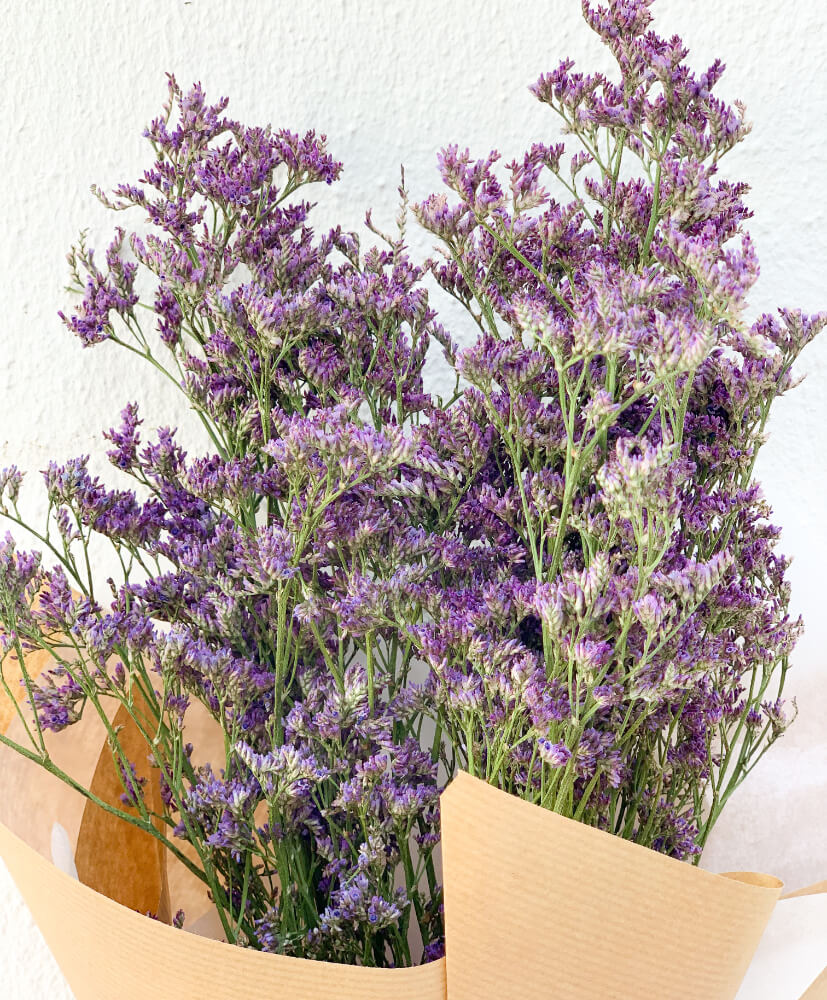 Limonium Emile Blue- Limonium Emile Blue-