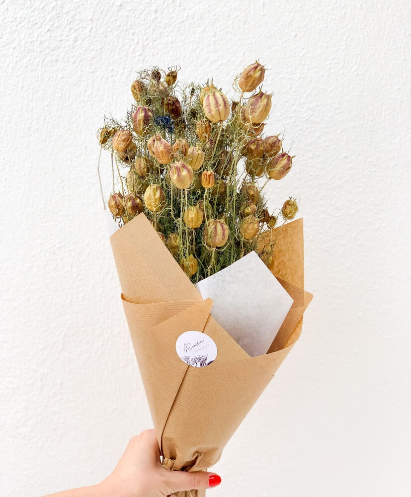 Nigelle verte- Nigelle verte-