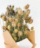 nigelle-verte-2