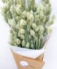 phalaris-2