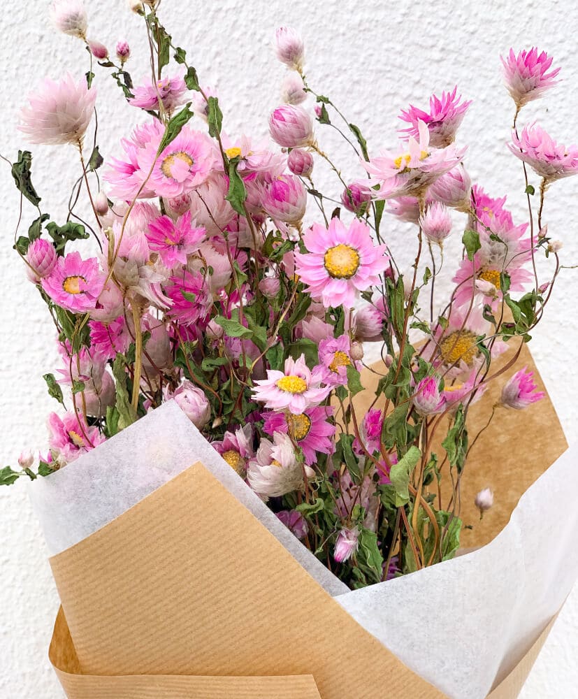 botte de fleurs séchées par Rosa Cadaques, rodanthes rose